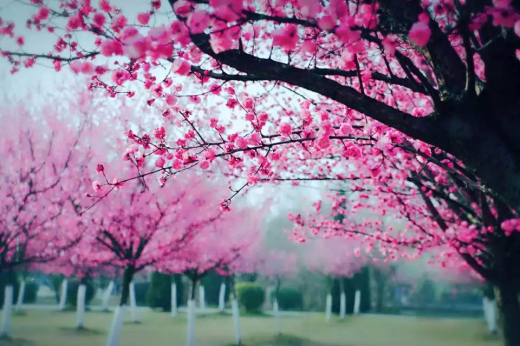 ѧԺƯ羰